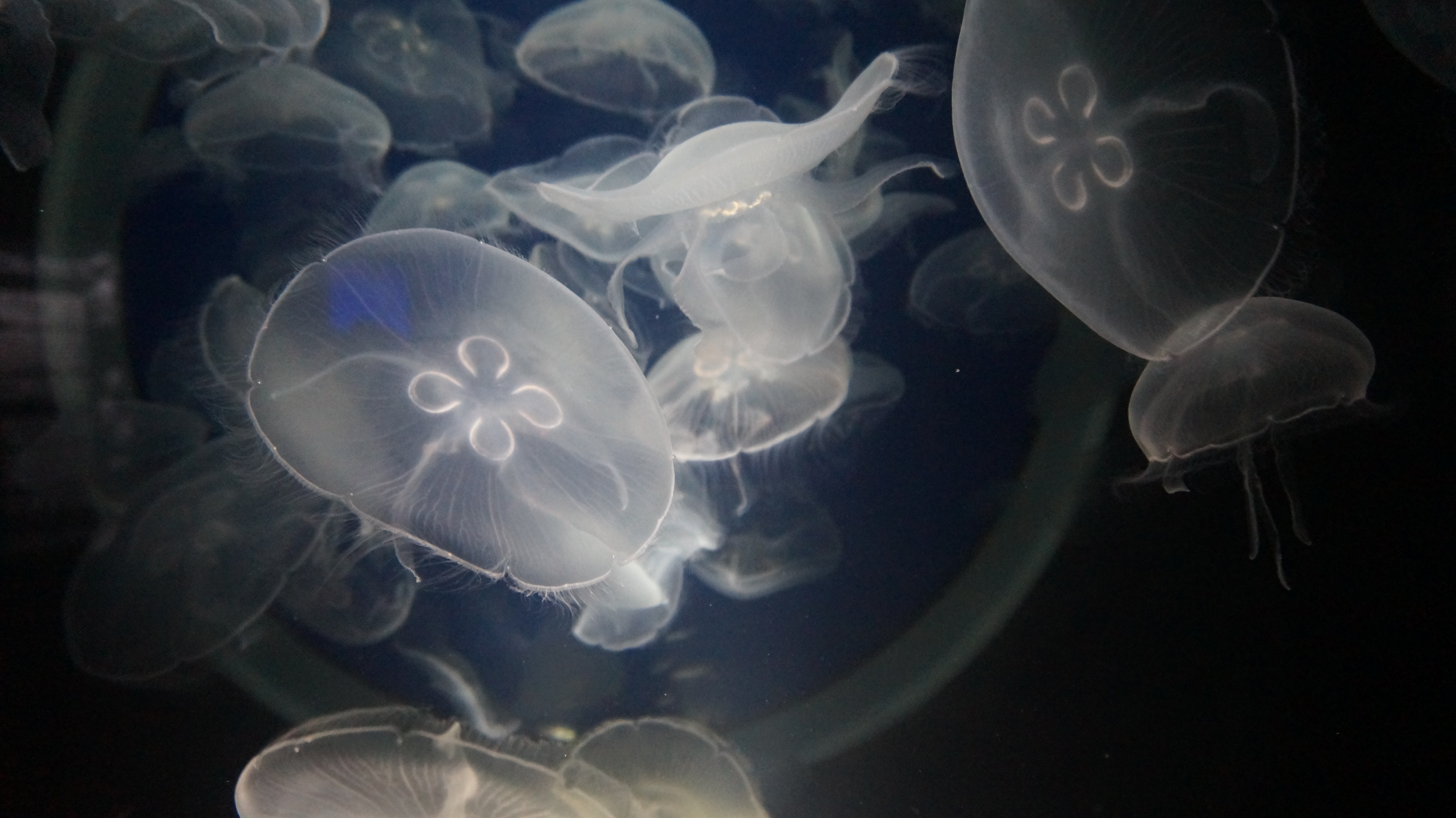 Photographie d'un aquarium de méduses