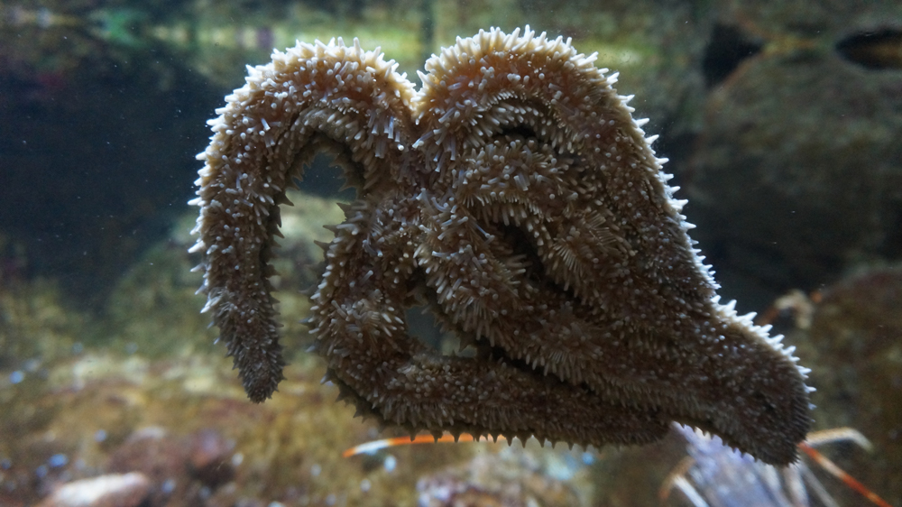 Photographie d'une étoile de mer contre la vitre de l'aquarium petite